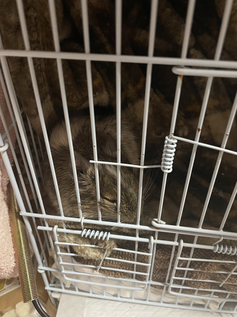 Degu_tegutegu's tweet photo. 同化してる
めり込んでる

#デグー
#ﾃｸﾞﾃｸﾞ https://t.co/bA4lSeEhrp