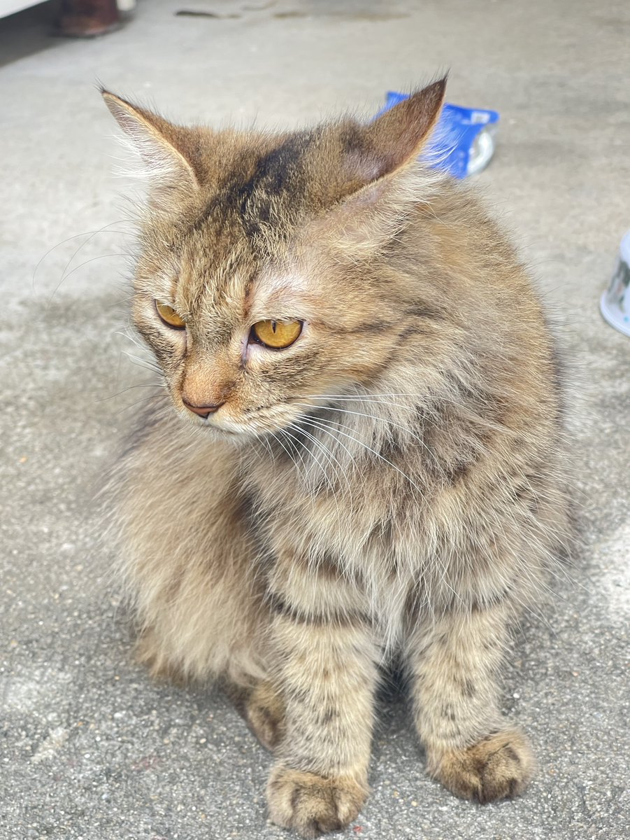 CatsterClub's tweet photo. 🏡 หาบ้านให้น้องแมว 🏡 (ฝากประกาศ)
ตัวที่1สายพันธุ์ : น่าจะเป็นอเมริกันช๊อตแฮร์
อายุ:ประมาณ1ปี ยังไม่ทำหมัน
พิกัด:วัดพระศรีมหาธาตุ บางเขน
เบอร์ : เบียร์ 0949566162
เรื่องราว: โดนคนมาปล่อย วันแรกยังดูร่างเริ่ง วันที่2เค้าเริ่มรับรู้ว่า โดนปล่อย น้ำตาซึม แต่ตอนนี้้เค้าเริ่มปรับตัวได้ แต่อยากให้น้องมีบ้าน หรือรักเค้าจริงๆ เค้ามา2ตัว เหมือนเป็นแฟนค่ะ อยากหาบ้านแพคคู่ ตอนนี้น้องเค้าผอมมาก กินข้าวน้อยค่ะ
ตัวที่2สายพันธุ์ : น่าจะ เปอร์เซีย
อายุ : ประมาณ 1 ปี ยังไม่ทำหมัน
เพศ : เมีย ผอมมาก ขนยาว
พิกัด : วัดพระศรีมหาธาตุ บางเขน
เบอร์ติดต่อ: เบียร์ 0940566162
เรื่องราว : โดนปล่อยค่ะ น้องผอม กินข้าวน้อย วันแรกดูร่าเริง วันที่2 ไม่กินข้าว อยากให้น้องเค้ามีบ้าน หรือ คนที่รักเค้าจริงๆ ไม่ทิ้งเค้ารอบทสอง อยากให้รับไปแพคคู่ เพราะเค้าเป็นแฟนกันค่ะ
ใครสนใจรับดูแลติดต่อหาเจ้าของได้เลยนะคะ หรือ ช่วยกันรีกระจายข่าวก็ได้ค่ะ มาช่วยกันหาบ้านอันอบอุ่นให้น้องกันนะคะ