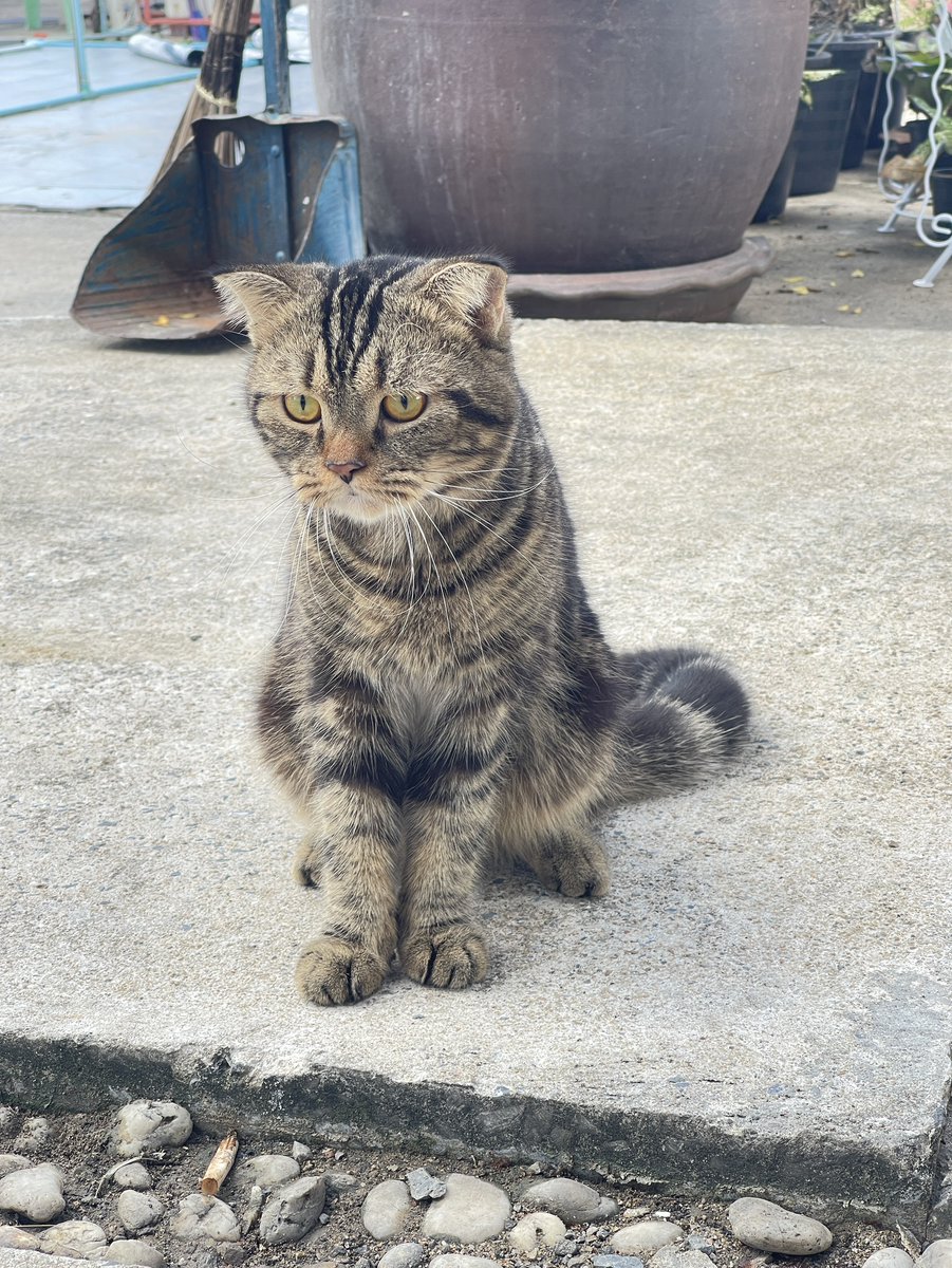 CatsterClub's tweet photo. 🏡 หาบ้านให้น้องแมว 🏡 (ฝากประกาศ)
ตัวที่1สายพันธุ์ : น่าจะเป็นอเมริกันช๊อตแฮร์
อายุ:ประมาณ1ปี ยังไม่ทำหมัน
พิกัด:วัดพระศรีมหาธาตุ บางเขน
เบอร์ : เบียร์ 0949566162
เรื่องราว: โดนคนมาปล่อย วันแรกยังดูร่างเริ่ง วันที่2เค้าเริ่มรับรู้ว่า โดนปล่อย น้ำตาซึม แต่ตอนนี้้เค้าเริ่มปรับตัวได้ แต่อยากให้น้องมีบ้าน หรือรักเค้าจริงๆ เค้ามา2ตัว เหมือนเป็นแฟนค่ะ อยากหาบ้านแพคคู่ ตอนนี้น้องเค้าผอมมาก กินข้าวน้อยค่ะ
ตัวที่2สายพันธุ์ : น่าจะ เปอร์เซีย
อายุ : ประมาณ 1 ปี ยังไม่ทำหมัน
เพศ : เมีย ผอมมาก ขนยาว
พิกัด : วัดพระศรีมหาธาตุ บางเขน
เบอร์ติดต่อ: เบียร์ 0940566162
เรื่องราว : โดนปล่อยค่ะ น้องผอม กินข้าวน้อย วันแรกดูร่าเริง วันที่2 ไม่กินข้าว อยากให้น้องเค้ามีบ้าน หรือ คนที่รักเค้าจริงๆ ไม่ทิ้งเค้ารอบทสอง อยากให้รับไปแพคคู่ เพราะเค้าเป็นแฟนกันค่ะ
ใครสนใจรับดูแลติดต่อหาเจ้าของได้เลยนะคะ หรือ ช่วยกันรีกระจายข่าวก็ได้ค่ะ มาช่วยกันหาบ้านอันอบอุ่นให้น้องกันนะคะ