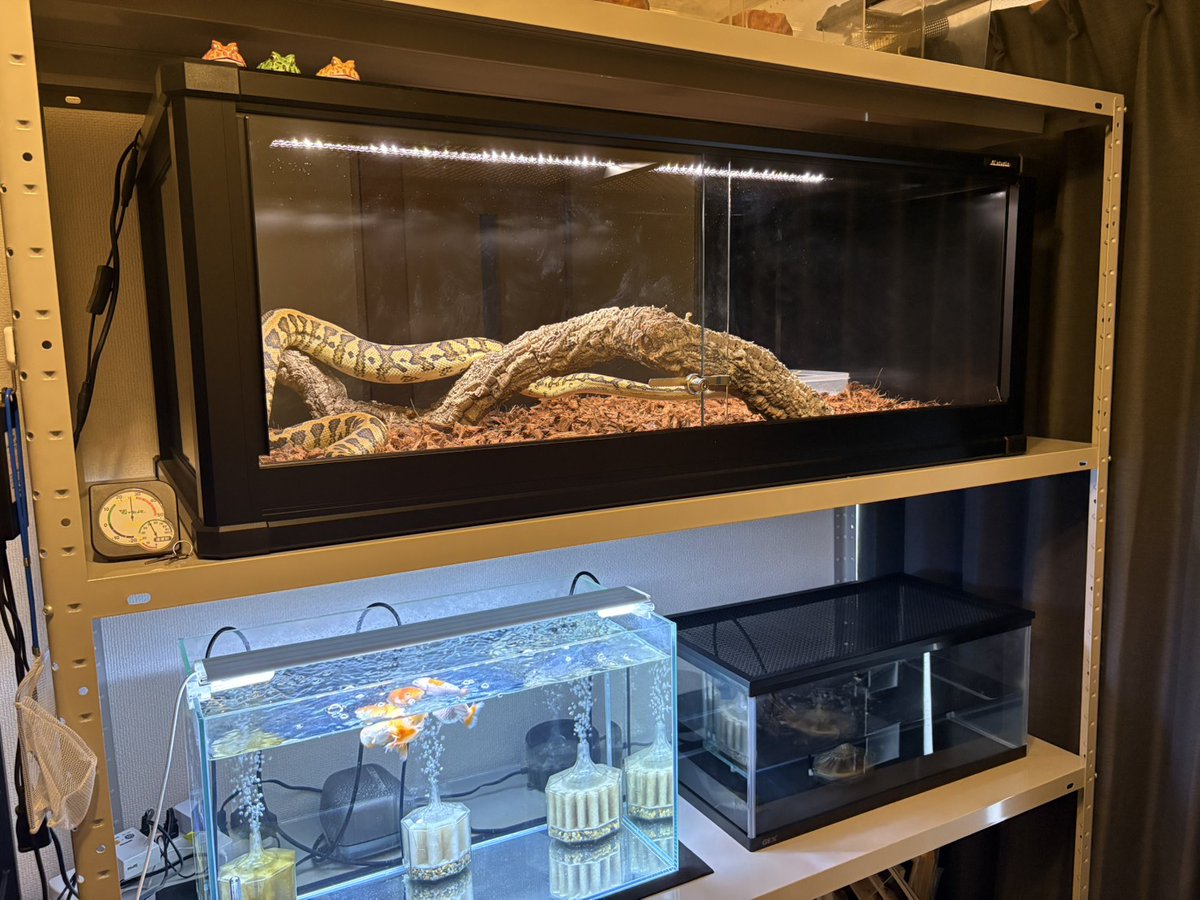 Rc studio ｱｰﾙｼｰｽﾀｼﾞｵ 爬虫類ｹｰｼﾞﾒｰｶｰ tweet media