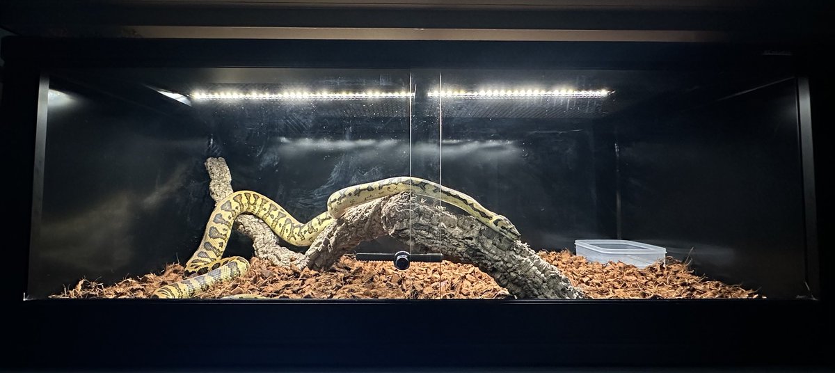 Rc studio ｱｰﾙｼｰｽﾀｼﾞｵ 爬虫類ｹｰｼﾞﾒｰｶｰ tweet media