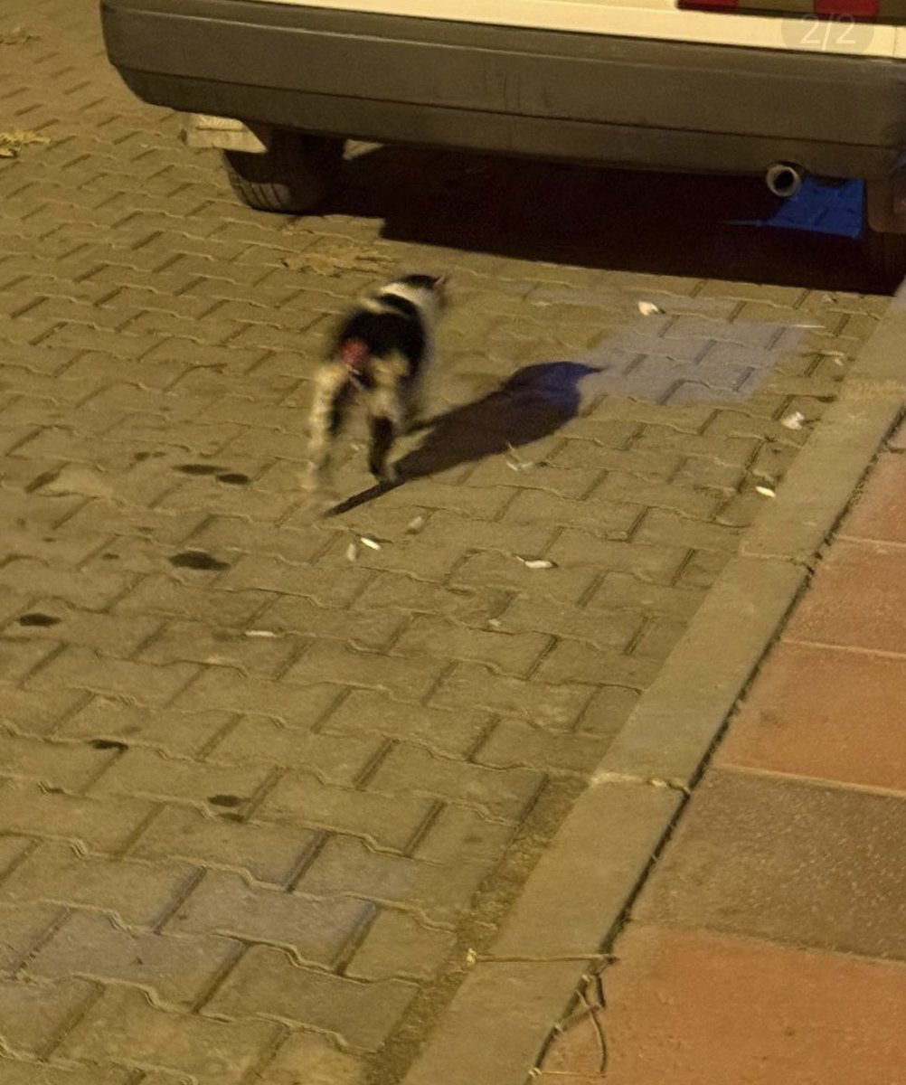 denizseckin0555's tweet photo. Kastamonu taşköprüde bir çok sokak kedisinin kuyruklarının kesildiği iddia ediliyor. 

Eğer bu bir büyü ritüeliyse  bunu yapan kişilerin adı adresi mutlaka biliniyordur. İhbar edin ! https://t.co/edKkufV3kE