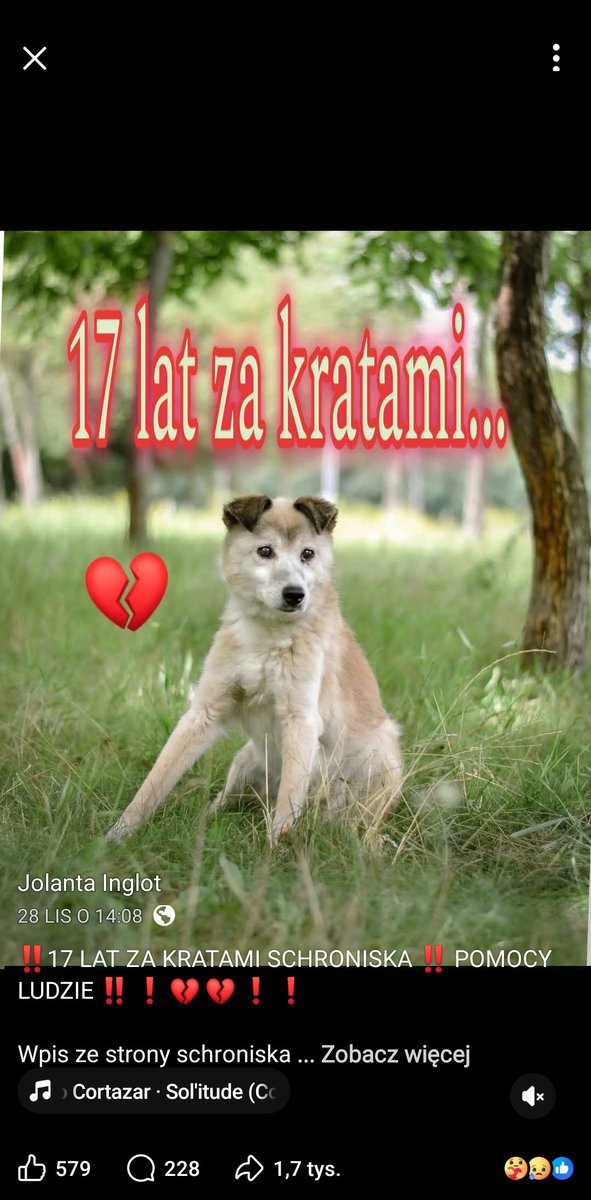 PP_now's tweet photo. Granda ❤️❤️❤️ Ta cudna sunia spędziła 17 lat w schronisku! Znaleziona w lesie jako szczenię. 💔Ale dogaduje się z innymi psami, umie chodzić na smyczy, jest spokojna i wrażliwa.

Granda pilnie szuka kochającego Domu! ❤️

Obecnie w Radomiu, tel.
Kasia 507 237 447
Ola 533 564 074 https://t.co/yTANjQD9xR