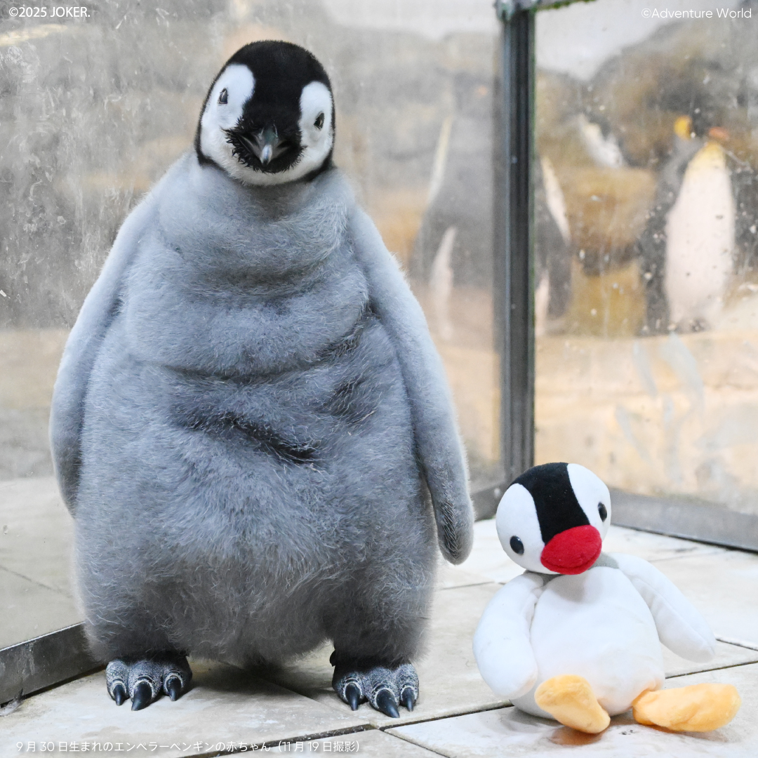 かなえ (@kanae67penguin) / Posts / X