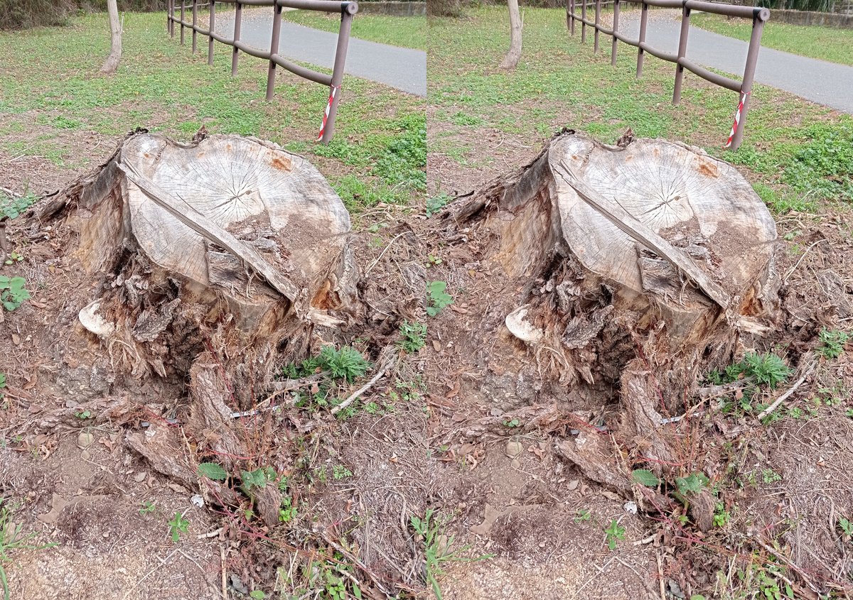 luca_bergamasco's tweet photo. For very broad definitions of "stick". #HotStickSaturday #stump #stumpday #tree #TreeClub #fungi #3d #stereoscopic ( 1: #parallelview ; 2: #crossview ) https://t.co/9a3j49dSnt