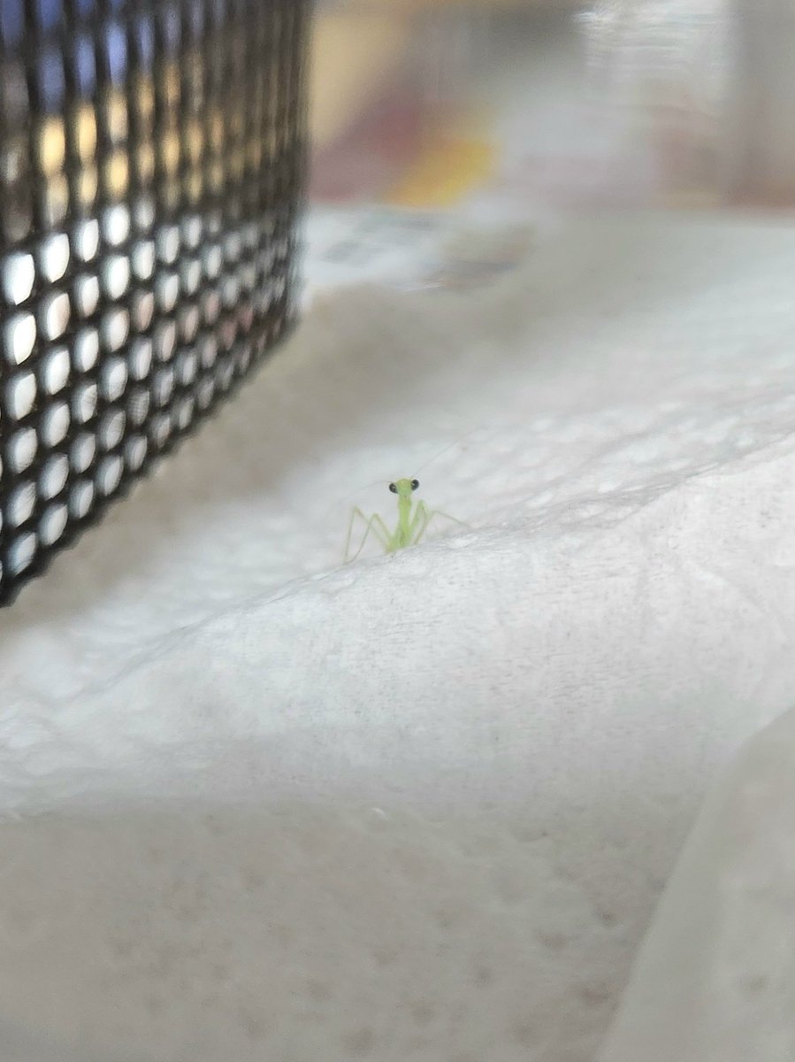 musizuki_moro's tweet image. 生まれたての可愛い赤ちゃんカマキリでも見ていってください