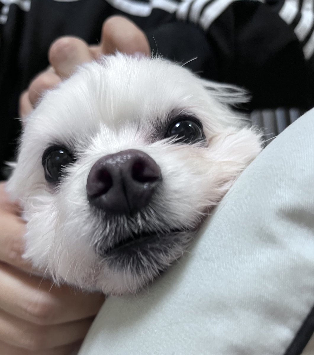 Moong_moongg's tweet image. 저는 따봉 강아지에요 🍀
제 코를 문지르시면 행운이 들어옵니다!