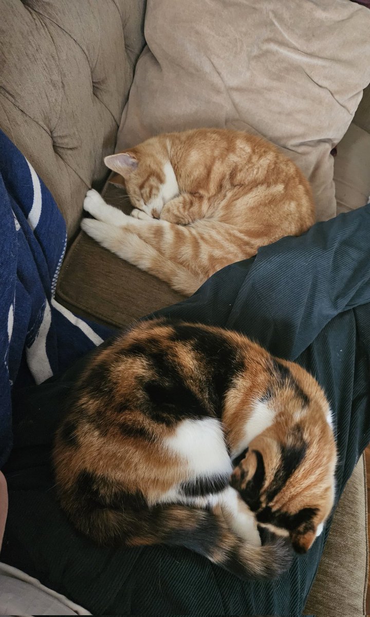 Very rare to get both mee-mows this close, never mind asleep!
#Caturday