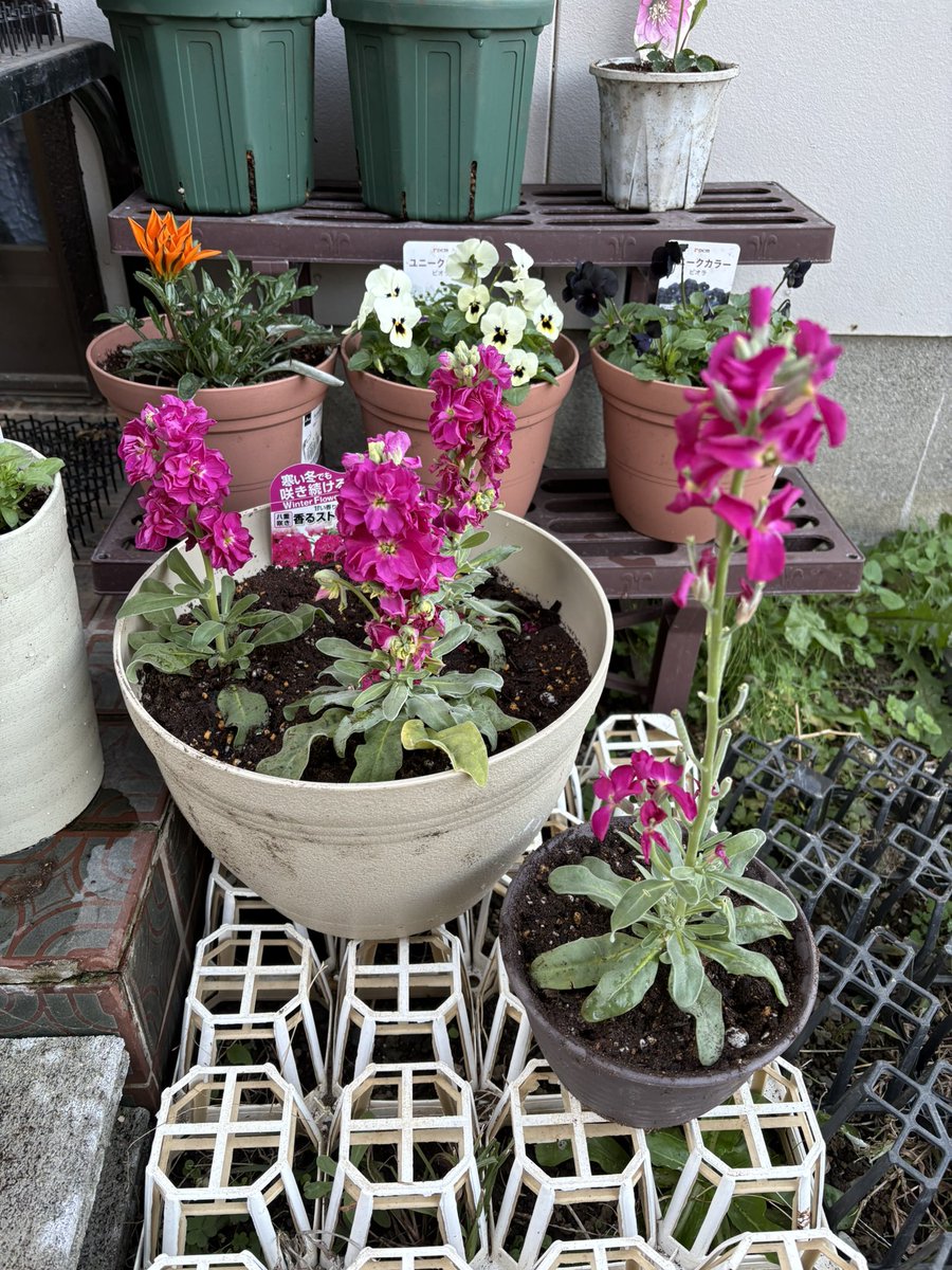 今年の冬は 花の絶えない冬に してみたいと妄想中😅 慌ただしい師走を