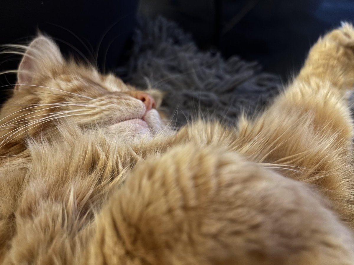 annieoneandonly's tweet photo. Happy #Caturday
I canβt believe we are lucky enough to have this wee lass in our lives. Sheβs so sweet and joyful. Our hearts are full with love π©· #princessP https://t.co/EpKMlUjRcB