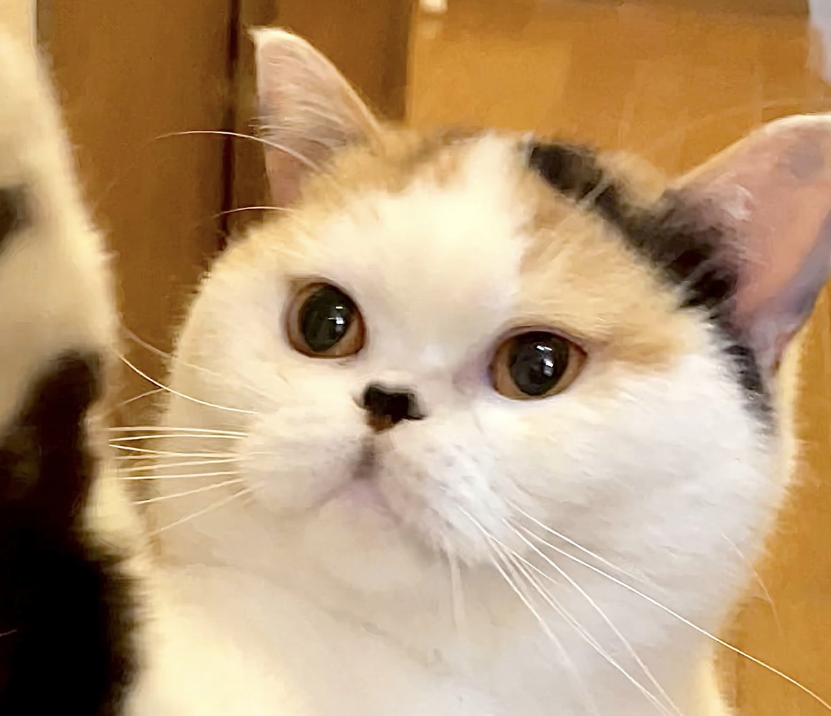 猫は液体 (@jirosan77) / Highlights / X