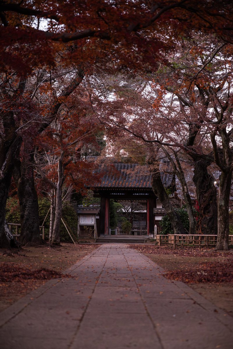 tooopira_tw's tweet photo. 参道
#紅葉 #秋 #落ち葉 #寺
#写真好きな人と繋がりたい
#カメラ好きな人と繋がりたい https://t.co/f8gikEHHrx