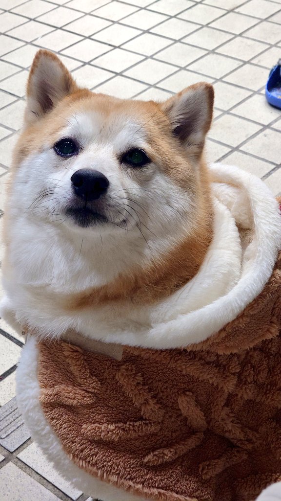 柴犬ししまる (@sisi3po) / Posts / X