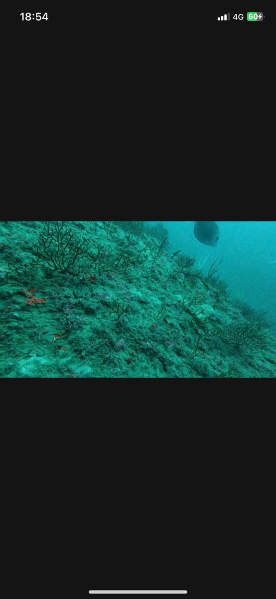 綺麗な海底
30分回して写ったのはサンノジ、カワハギぐらい😂
カワハギは狙ったけど1匹…アオイソメよりアサリの方が良いのかなあ