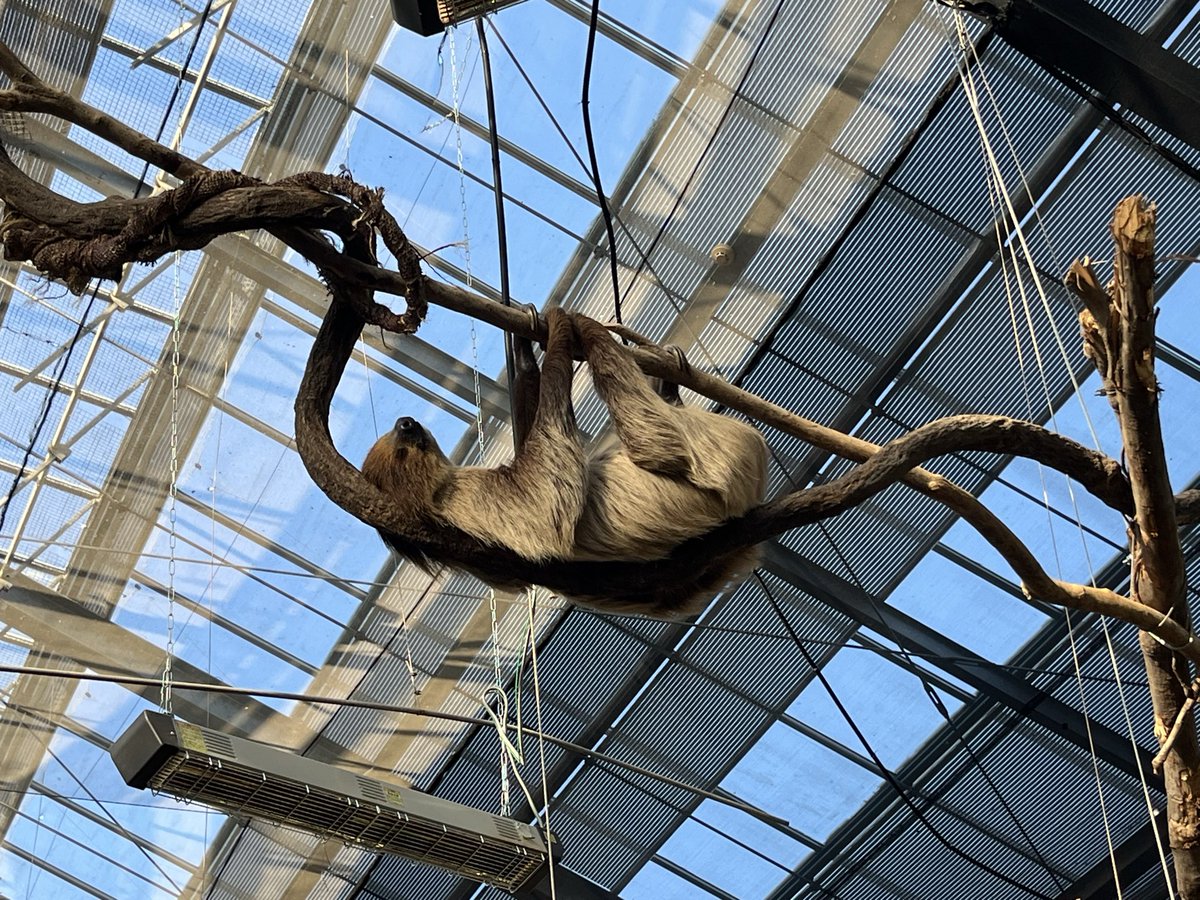 フタユビナマケモノ：器用に寝ておる #スナネコ：お手入れ（たぶん砂