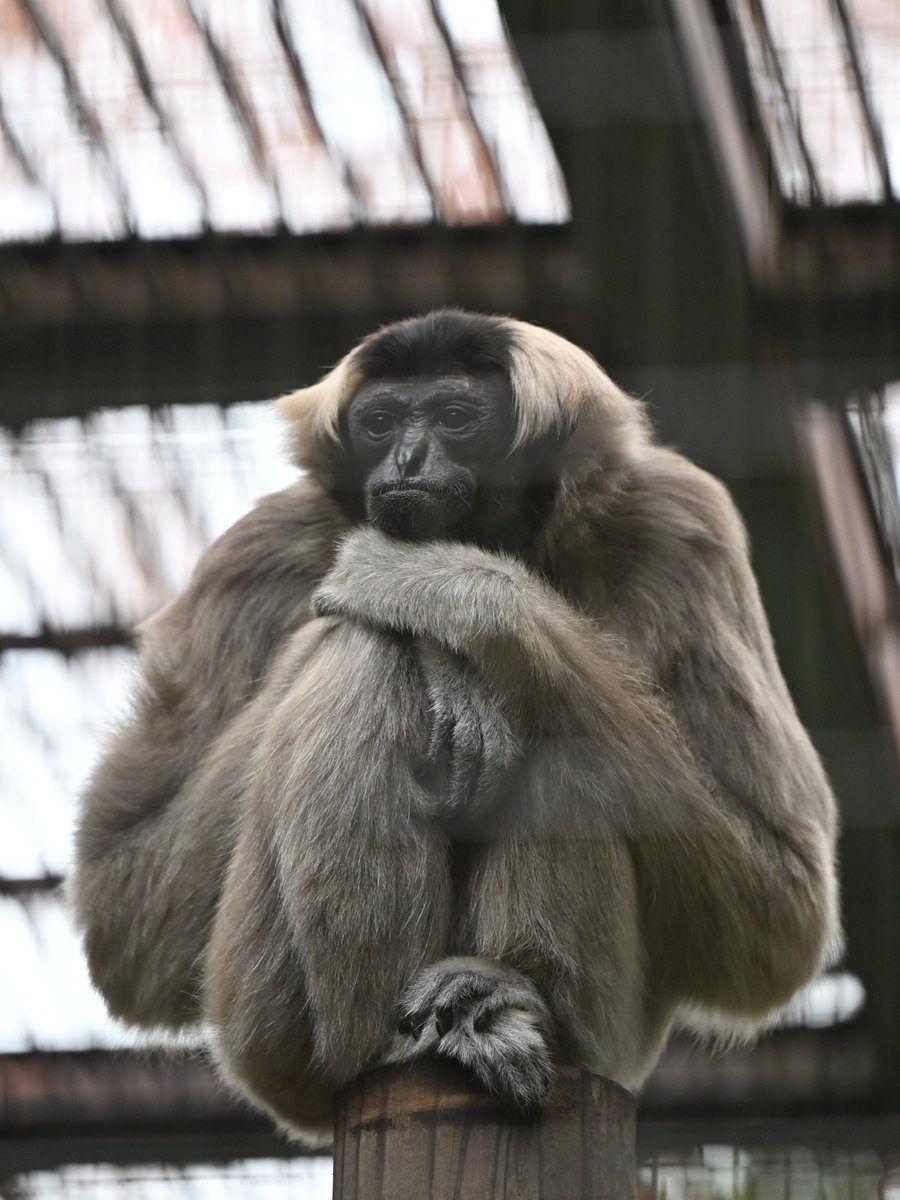 迷走の一日だったかな？
今宵はこの曲で 名僧の域に達するべくもなく せめて瞑想を おやすみなさい💤
"Thaïs, Act 2: Méditation" 
Composer: Jules Massenet
youtube.com/watch?v=uYxYdT…
※写真は関係ありません
#ボウシテナガザル #ズーラシア #PileatedGibbon #ZOORASIA