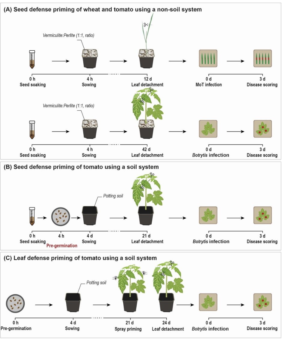 🌱Can a prebiotic and a probiotic create a super-defense for crops? 

A study by Jiao et al. combining Levan with Levan-metabolizing Bacillaceae  creates a synergistic super-defense in tomato and wheat. 
bit.ly/49iyUhV 

#PlantImmunity #Plantsci