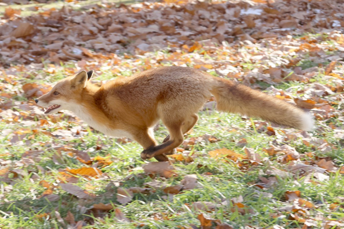 黒狐 (@inaba_darkfox) / Posts / X