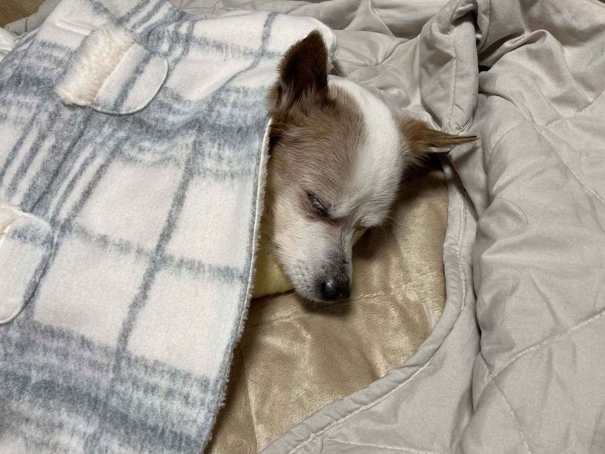 My dog fell asleep about 30 thirty minutes ago. He had a comfortable sleep at night for last two days. It’s really amazing. I think my difficulty is over for taking care of him. It’s because I realized how to look after him. He’s 15 years 11 months old.