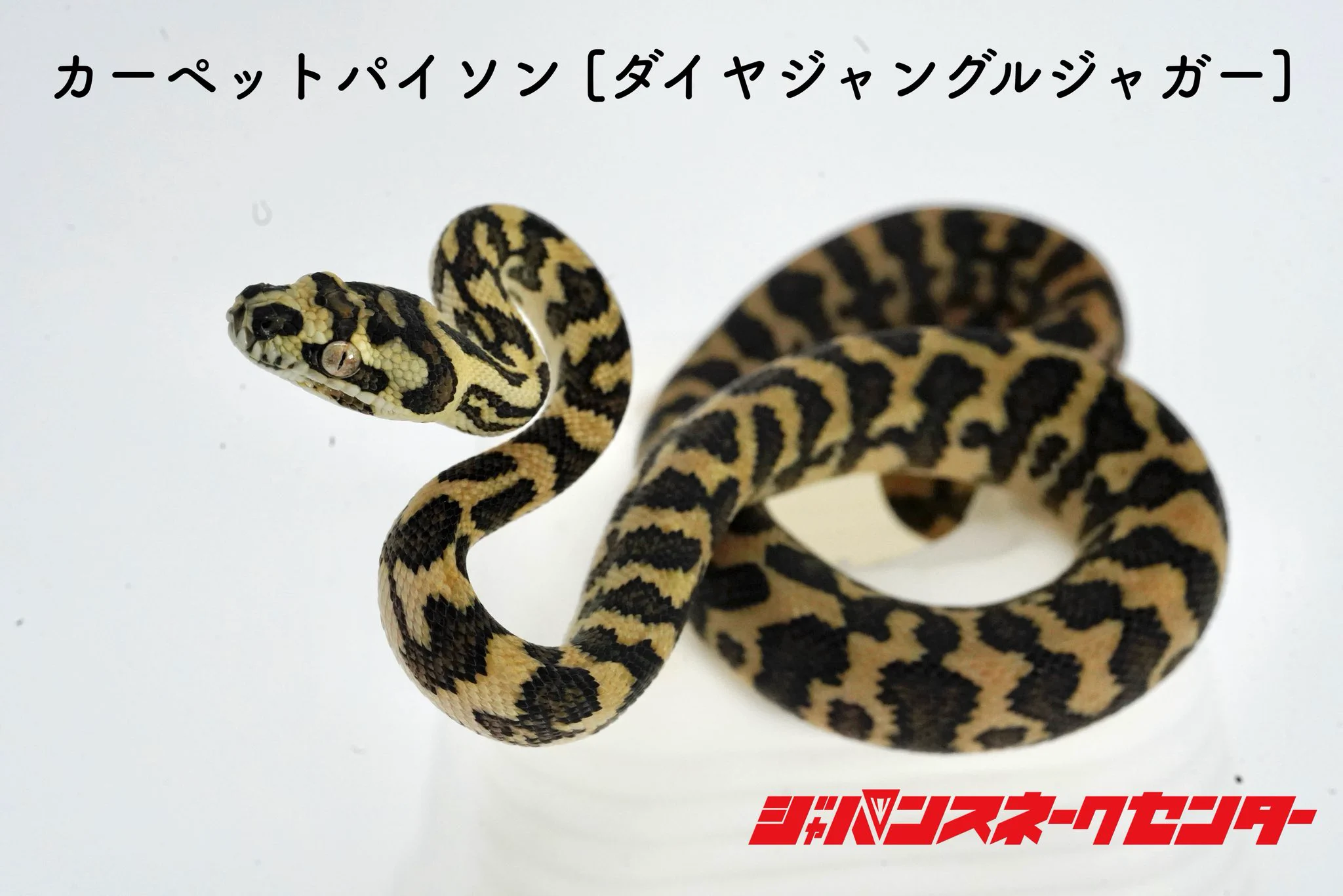 ジャパン・スネークセンター(JSC) on X: 