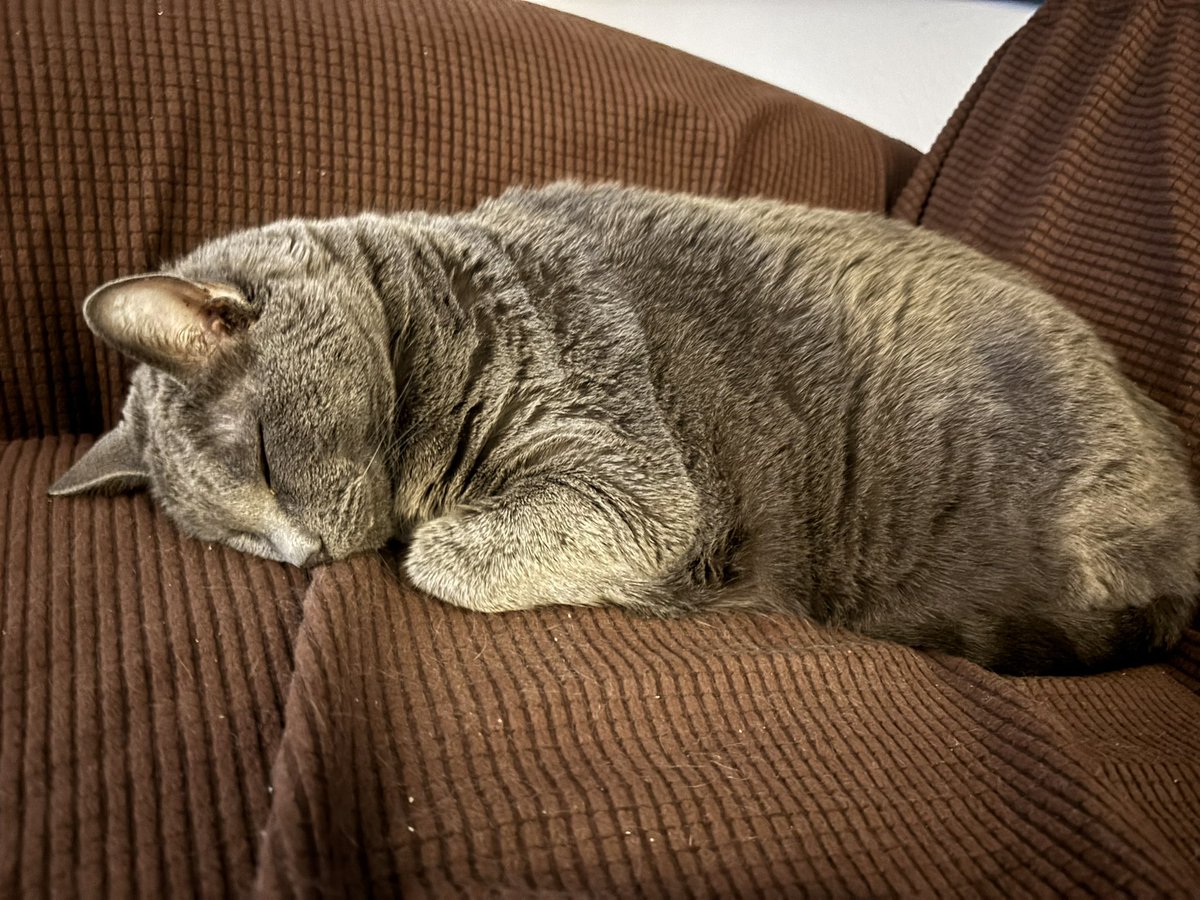 My sweet Cinder. I'll miss you forever. I'll see you again someday, I hope. ❤️