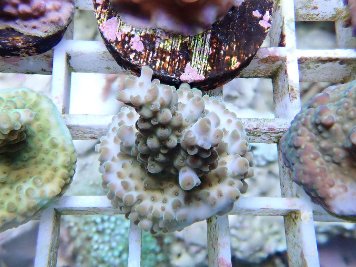 AF_BlueHarbor's tweet image. blueharbor.co.jp/shop/products/…