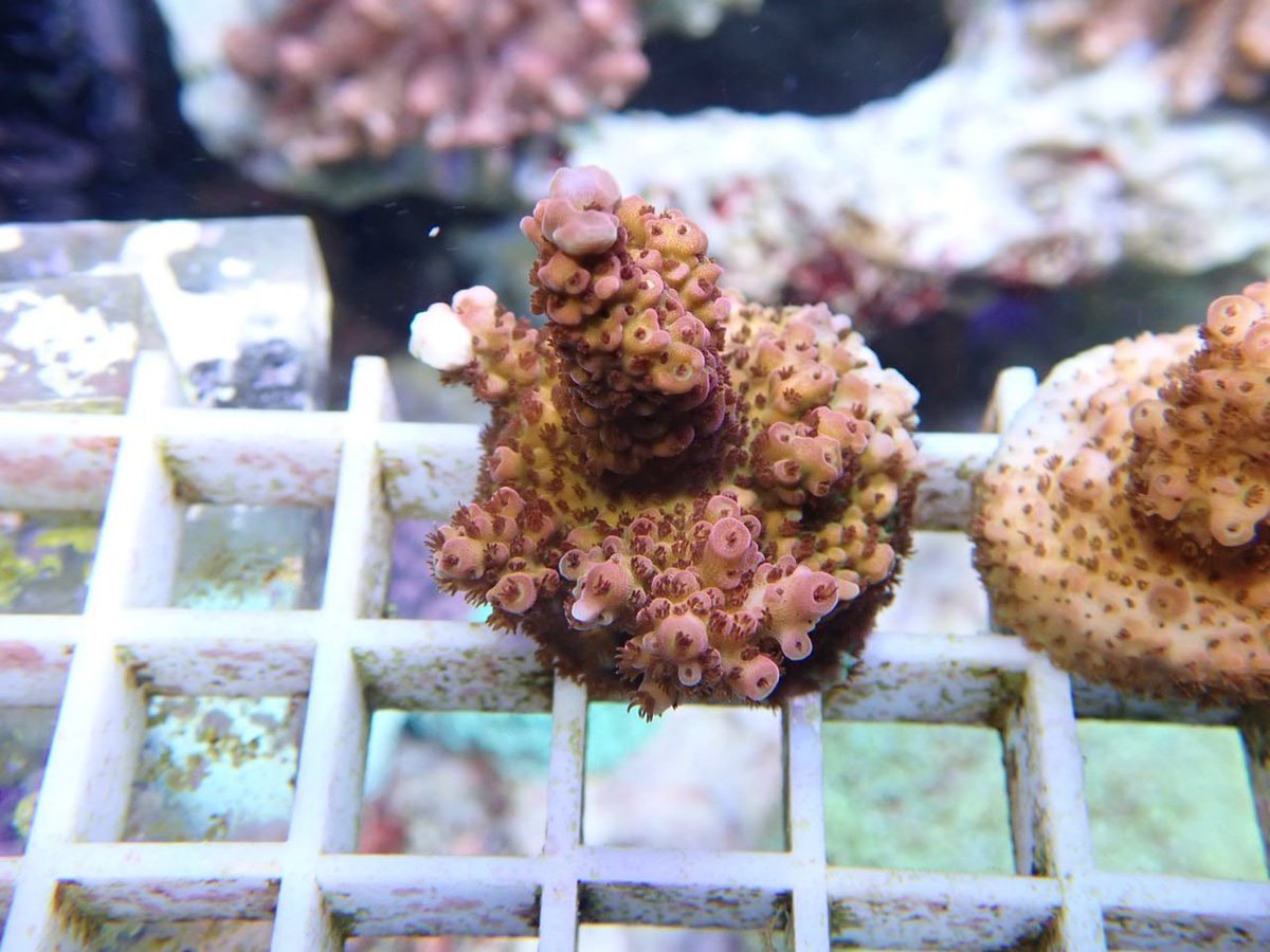 AF_BlueHarbor's tweet image. blueharbor.co.jp/shop/products/…