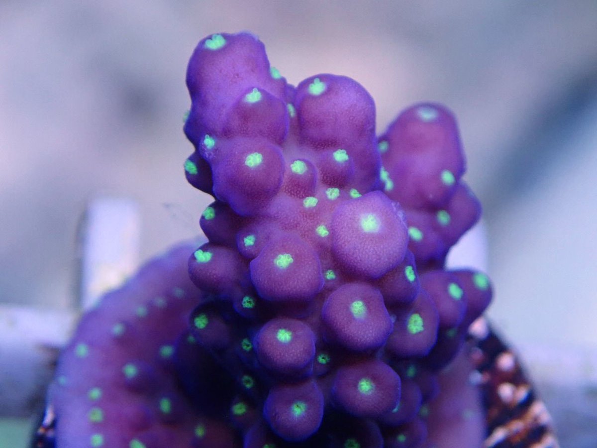 AF_BlueHarbor's tweet image. blueharbor.co.jp/shop/products/…