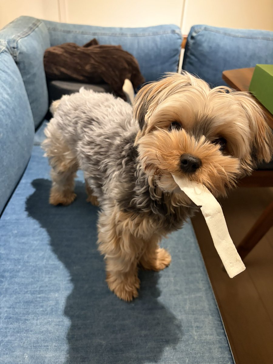 Kofuku “I got a chew stick!”

「あたち
ガムをもらいまちた。

おにくが
ガムについてまちた。

このガムも
おにくの
においがして
おいしいでしゅ。」

 #小福 #ヨーキー #ヨークシャテリア