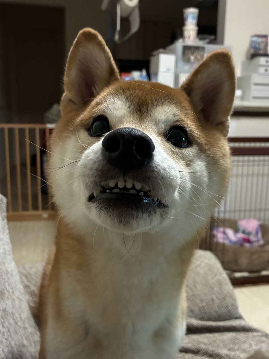 柴犬 いそべ 5歳 (@isobe0912) / Posts / X