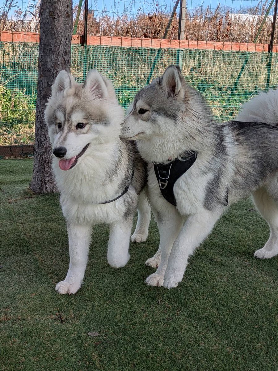 お友達に鼻ずぼっ #サモスキー