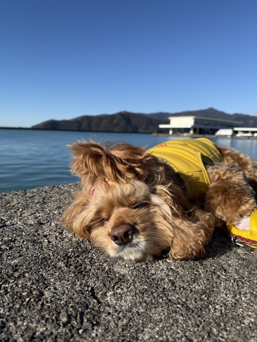 RokuRock_AC's tweet photo. お天気もよく、小浜市で釣り🎣
六はお昼寝💤
寝返りしたらドボンやぞー
#アメリカンコッカー
#アメコカ
#小浜市 https://t.co/BX4Dv4zCm2
