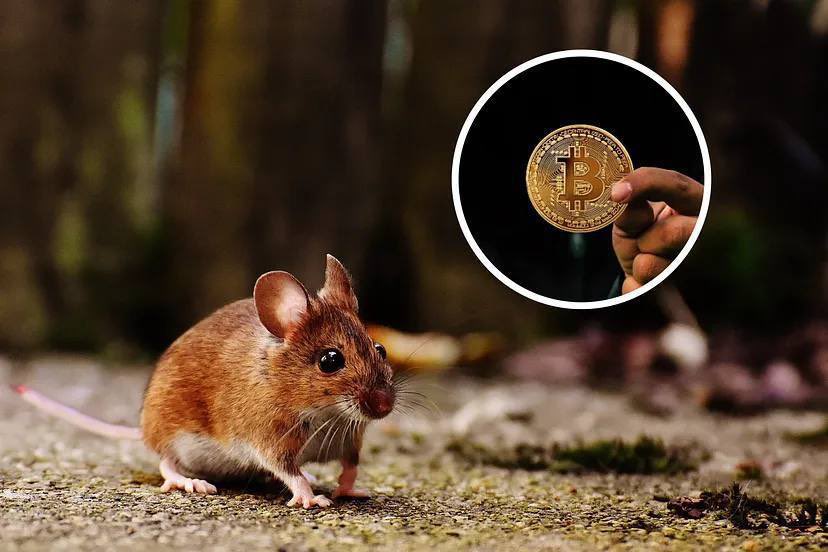 Winniejacksrn's tweet photo. @dogeofficialceo Gm 

Not all heroes wear capes.
Some are small, fluffy, and contain an entire crypto wallet inside their chromosomes.

Long live $Eduardo.

Proof : 

https://t.co/KCKvNEXB9J

EpiSn5SJKSQSY11VQ8CEBAeE3FTR4LZfFsjGQjzWpump https://t.co/veR9EQpyK1