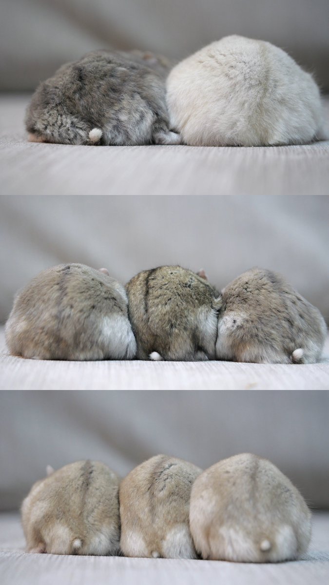 上→ブルサファ・サファイアプディングのおちり
真ん中→ブルサファ・ノーマル・ブルサファのおちり
下→モカブラウンのおちり

ノーマルより黒いぷらりねちゃん😂
#ハムスター