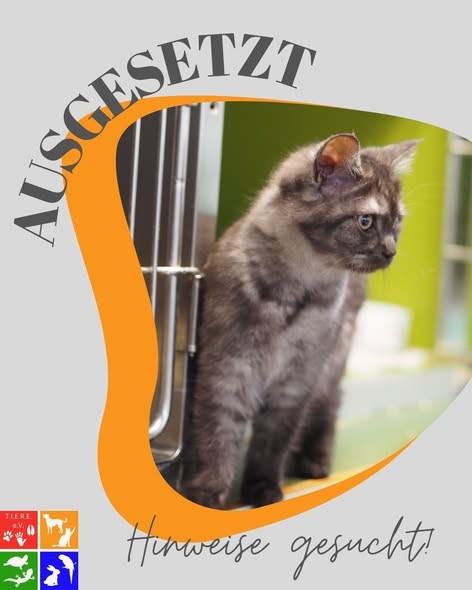 yolandaschultes's tweet photo. 14478 Potsdam
Katze in einer Tasche ausgesetzt
Kopie: TIERE E.V.
𝐖𝐢𝐫 𝐬𝐮𝐜𝐡𝐞𝐧 𝐇𝐢𝐧𝐰𝐞𝐢𝐬𝐞!
Gestern Nacht wurde diese Katze in einer Tasche ausgesetzt (14478 Potsdam) und glücklicherweise rechtzeitig gefunden.
Sie ist jetzt in Sicherheit bei uns im Tierheim.
Wir bitten dringend um Hinweise, die uns helfen können herauszufinden, wer die Katze ausgesetzt hat oder wo sie ursprünglich herkommt.
Ein Bild der Tasche seht ihr im zweiten Bild.
𝐖𝐚𝐬 𝐀𝐮𝐬𝐬𝐞𝐭𝐳𝐞𝐧 𝐟ü𝐫 𝐞𝐢𝐧 𝐓𝐢𝐞𝐫 𝐛𝐞𝐝𝐞𝐮𝐭𝐞𝐭:
Ein Tier auszusetzen ist kein „Weggeben“.
Haustiere verstehen nicht, warum sie plötzlich alleine sind, warum es dunkel, kalt oder laut ist.
Viele warten stundenlang an derselben Stelle in der Hoffnung, dass der Mensch, dem sie vertraut haben, zurückkommt.
Ausgesetzte Tiere sind schutzlos vor Autos, Wetter, Hunger, Krankheiten und ihrer eigenen Angst.
Es gibt IMMER Alternativen, niemand muss ein Tier aussetzen!
𝐖𝐞𝐫 𝐬𝐞𝐢𝐧 𝐓𝐢𝐞𝐫 𝐧𝐢𝐜𝐡𝐭 𝐛𝐞𝐡𝐚𝐥𝐭𝐞𝐧 𝐤𝐚𝐧𝐧, 𝐡𝐚𝐭 𝐯𝐢𝐞𝐥𝐞 𝐌ö𝐠𝐥𝐢𝐜𝐡𝐤𝐞𝐢𝐭𝐞𝐧:
- Direkter Kontakt zum Tierheim (wir beraten, unterstützen und nehmen Tiere offen auf)
- Tierschutzvereine & Pflegestellen (helfen bei Vermittlung oder Übergangslösungen)
- Tierärzte/Tierkliniken (kennen oft Menschen, die ein Tier suchen und vermitteln weiter)
- Verhaltenstherapie & Training  (viele Probleme lassen sich mit professioneller Unterstützung gut lösen)
- Freunde, Familie, Kolleg*innen (manchmal findet sich im direkten Umfeld ein liebevolles Zuhause)
Wer ehrlich ist und Hilfe sucht, bekommt sie immer. Aussetzen ist nie eine Lösung!
𝐄𝐢𝐧 𝐰𝐢𝐜𝐡𝐭𝐢𝐠𝐞𝐫 𝐇𝐢𝐧𝐰𝐞𝐢𝐬 𝐳𝐮𝐫 𝐖𝐞𝐢𝐡𝐧𝐚𝐜𝐡𝐭𝐬𝐳𝐞𝐢𝐭:
Gerade jetzt, wo viele Tiere als vermeintlich „süße Geschenke“ angeschafft werden, möchten wir daran erinnern:
Ein Haustier ist kein Überraschungspaket.
Es ist ein Familienmitglied mit Bedürfnissen, Gefühlen und Verantwortung für viele Jahre.
Bevor man adoptiert oder kauft, sollte man sich bewusst machen:
Habe ich Zeit, Platz und Geduld? Kann ich Tierarztkosten, Futter und Versorgung langfristig tragen? Bin ich bereit für Training, Pflege und Verantwortung?
Tiere sind keine Wegwerfartikel.
Sie vertrauen uns ihr Leben an.
Bitte entscheidet euch mit Herz UND Verstand.
Gemeinnützige Organisation
Potsdam, Germany
+49 176 96603204
info@tiere-ev.de