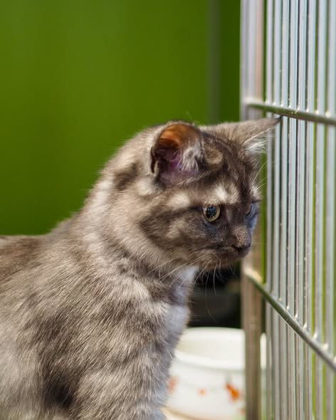 yolandaschultes's tweet photo. 14478 Potsdam
Katze in einer Tasche ausgesetzt
Kopie: TIERE E.V.
𝐖𝐢𝐫 𝐬𝐮𝐜𝐡𝐞𝐧 𝐇𝐢𝐧𝐰𝐞𝐢𝐬𝐞!
Gestern Nacht wurde diese Katze in einer Tasche ausgesetzt (14478 Potsdam) und glücklicherweise rechtzeitig gefunden.
Sie ist jetzt in Sicherheit bei uns im Tierheim.
Wir bitten dringend um Hinweise, die uns helfen können herauszufinden, wer die Katze ausgesetzt hat oder wo sie ursprünglich herkommt.
Ein Bild der Tasche seht ihr im zweiten Bild.
𝐖𝐚𝐬 𝐀𝐮𝐬𝐬𝐞𝐭𝐳𝐞𝐧 𝐟ü𝐫 𝐞𝐢𝐧 𝐓𝐢𝐞𝐫 𝐛𝐞𝐝𝐞𝐮𝐭𝐞𝐭:
Ein Tier auszusetzen ist kein „Weggeben“.
Haustiere verstehen nicht, warum sie plötzlich alleine sind, warum es dunkel, kalt oder laut ist.
Viele warten stundenlang an derselben Stelle in der Hoffnung, dass der Mensch, dem sie vertraut haben, zurückkommt.
Ausgesetzte Tiere sind schutzlos vor Autos, Wetter, Hunger, Krankheiten und ihrer eigenen Angst.
Es gibt IMMER Alternativen, niemand muss ein Tier aussetzen!
𝐖𝐞𝐫 𝐬𝐞𝐢𝐧 𝐓𝐢𝐞𝐫 𝐧𝐢𝐜𝐡𝐭 𝐛𝐞𝐡𝐚𝐥𝐭𝐞𝐧 𝐤𝐚𝐧𝐧, 𝐡𝐚𝐭 𝐯𝐢𝐞𝐥𝐞 𝐌ö𝐠𝐥𝐢𝐜𝐡𝐤𝐞𝐢𝐭𝐞𝐧:
- Direkter Kontakt zum Tierheim (wir beraten, unterstützen und nehmen Tiere offen auf)
- Tierschutzvereine & Pflegestellen (helfen bei Vermittlung oder Übergangslösungen)
- Tierärzte/Tierkliniken (kennen oft Menschen, die ein Tier suchen und vermitteln weiter)
- Verhaltenstherapie & Training  (viele Probleme lassen sich mit professioneller Unterstützung gut lösen)
- Freunde, Familie, Kolleg*innen (manchmal findet sich im direkten Umfeld ein liebevolles Zuhause)
Wer ehrlich ist und Hilfe sucht, bekommt sie immer. Aussetzen ist nie eine Lösung!
𝐄𝐢𝐧 𝐰𝐢𝐜𝐡𝐭𝐢𝐠𝐞𝐫 𝐇𝐢𝐧𝐰𝐞𝐢𝐬 𝐳𝐮𝐫 𝐖𝐞𝐢𝐡𝐧𝐚𝐜𝐡𝐭𝐬𝐳𝐞𝐢𝐭:
Gerade jetzt, wo viele Tiere als vermeintlich „süße Geschenke“ angeschafft werden, möchten wir daran erinnern:
Ein Haustier ist kein Überraschungspaket.
Es ist ein Familienmitglied mit Bedürfnissen, Gefühlen und Verantwortung für viele Jahre.
Bevor man adoptiert oder kauft, sollte man sich bewusst machen:
Habe ich Zeit, Platz und Geduld? Kann ich Tierarztkosten, Futter und Versorgung langfristig tragen? Bin ich bereit für Training, Pflege und Verantwortung?
Tiere sind keine Wegwerfartikel.
Sie vertrauen uns ihr Leben an.
Bitte entscheidet euch mit Herz UND Verstand.
Gemeinnützige Organisation
Potsdam, Germany
+49 176 96603204
info@tiere-ev.de