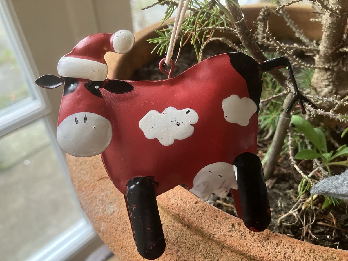 CarlCape's tweet photo. Tune in at 3pm today for a festive show filled with nature, gardening and heritage gift ideas…great ideas from Tom P, Tom C and Steve Lowe! And the repeat of last week’s show is also on at 11am today: https://t.co/9hj9roq6jq ⁦@Lionheart_Radio⁩ https://t.co/0JQwQ21yAX