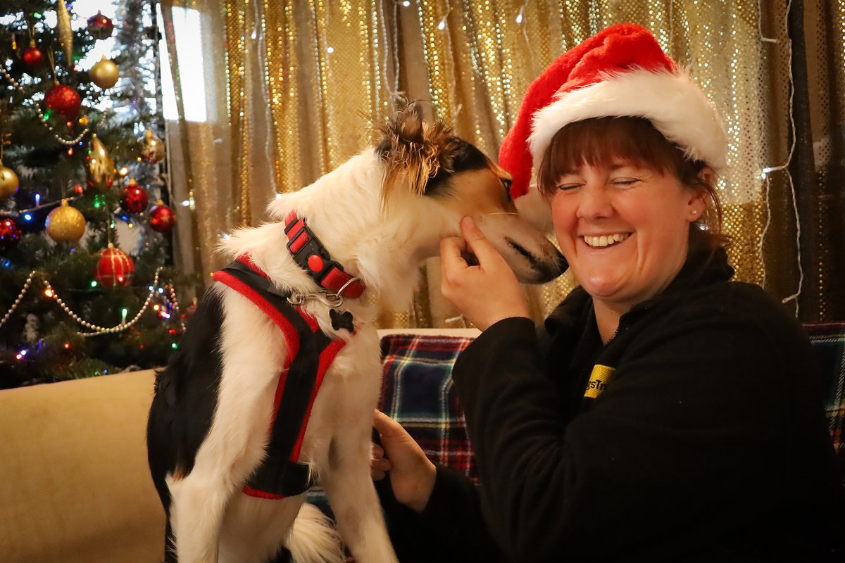 DT_Leeds's tweet photo. Who's been a good boy this year?  🙋‍

Gary certainly has so we think he deserves to find his forever home soon. ❤

What do you think? Meet him 👉 https://t.co/MqVqwKUQgH

#RescueDog #AdoptDontShop #Leeds #DogsOfChristmas @DogsTrust https://t.co/p6lPzV8siN