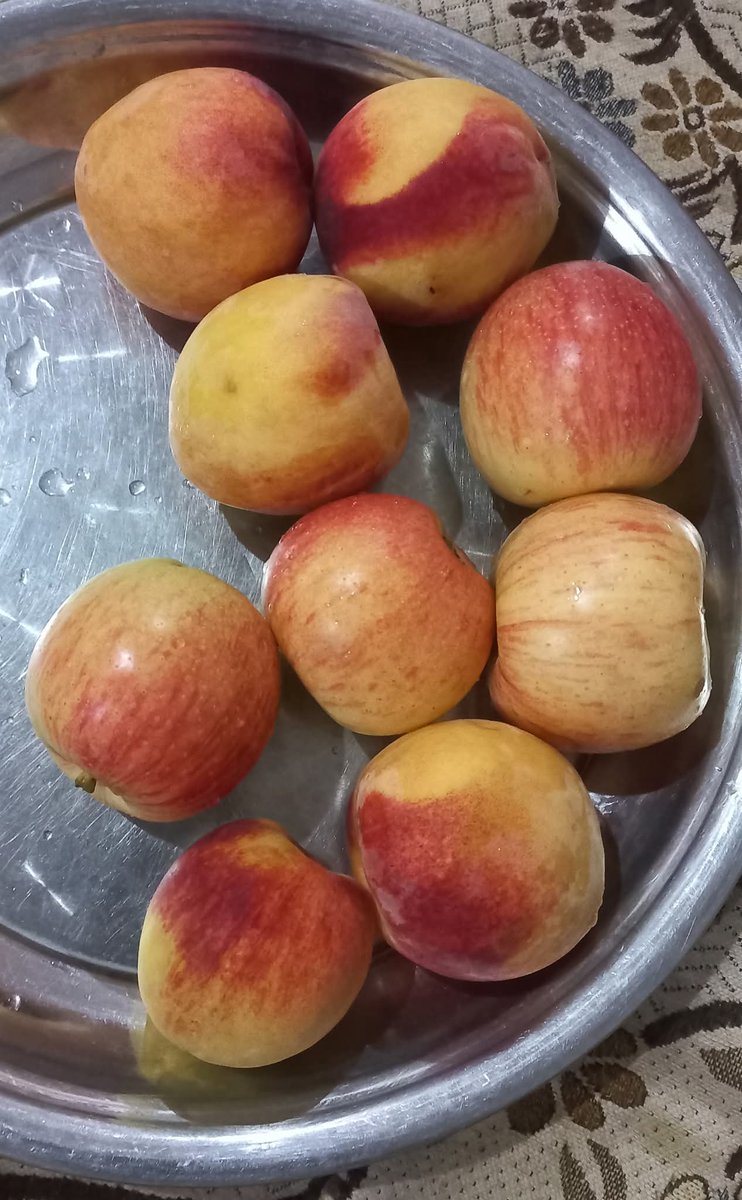 جو اپنے اپ کو بہت جینیس سمجھتے ہیں؟ 
 وہ سامنے ائیں 🤔 
 اس ٹرے میں کتنے اڑو ہیں🫣 
 اور کتنے سیب ہیں کمنٹ کر کے بتائیں 🫡