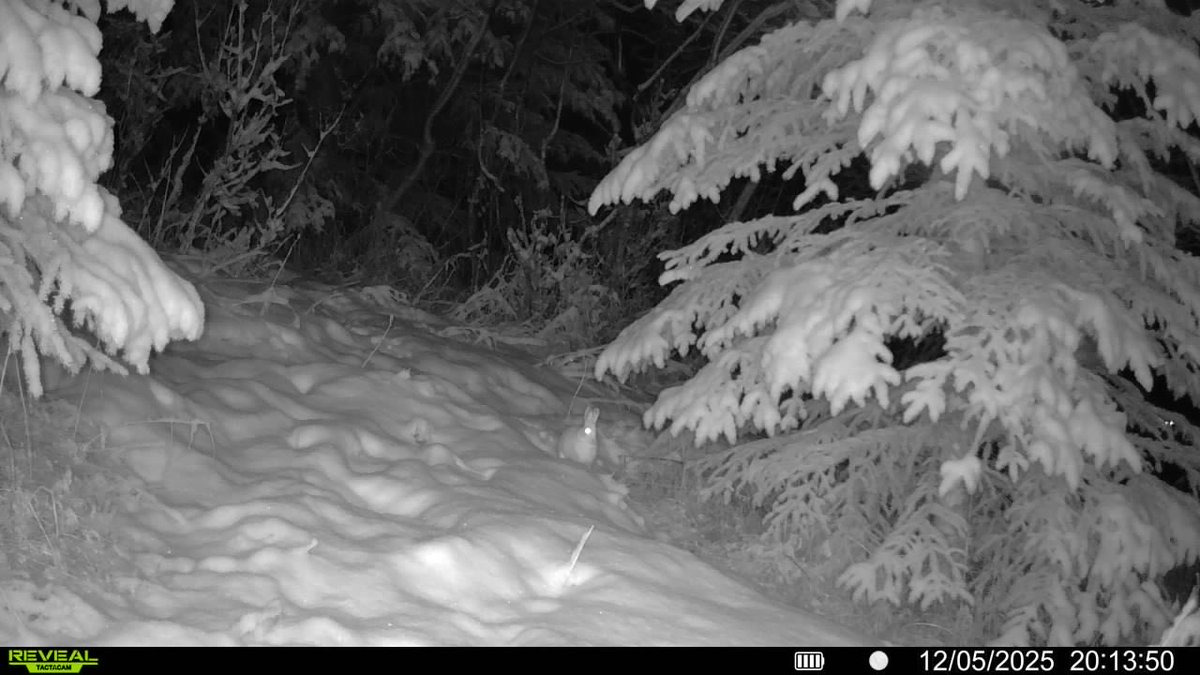 OuthereinAlaska's tweet photo. The prey have arrived. Now for the predators… https://t.co/GJ1uKNyh8z