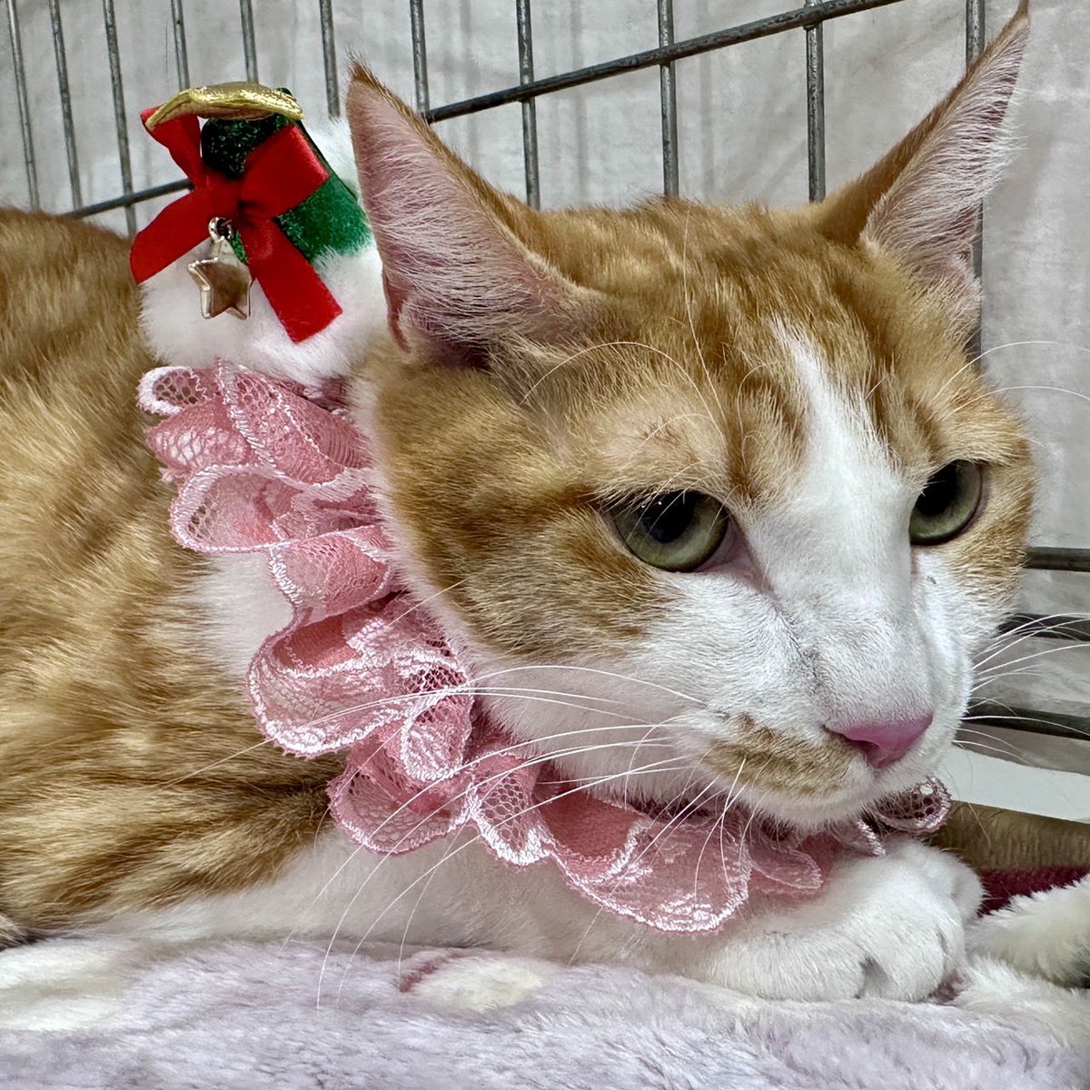 pinkseagull (@kumiopatra1) / Posts / X