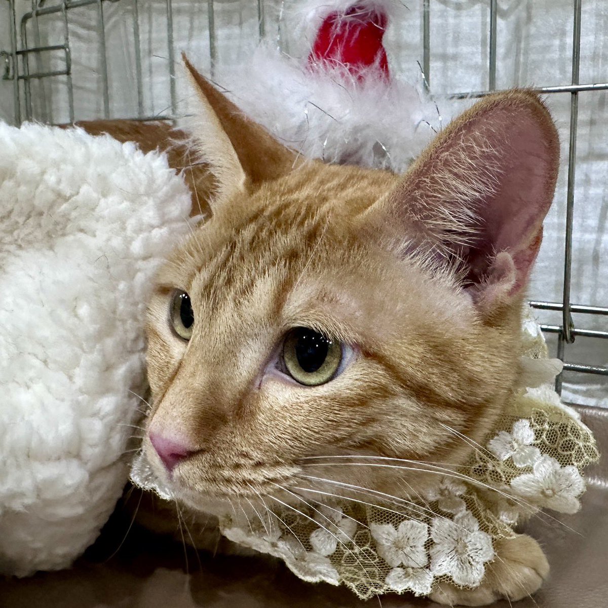 ❤︎ネコ好きかよちゃんページ❤︎ pinkseagull (@kumiopatra1) / Posts / X