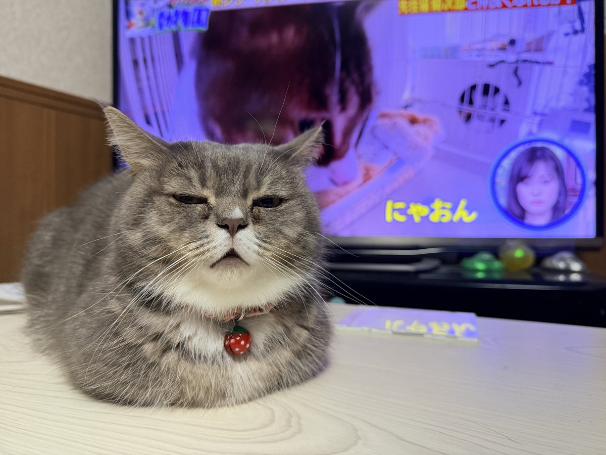 🐾ラム@極短マンチカン🐾 (@ram20210716) / Posts / X