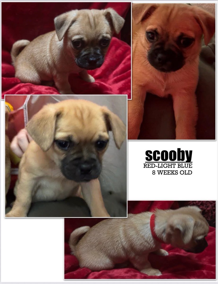 CUTE DOGS in Seattle 9 weeks