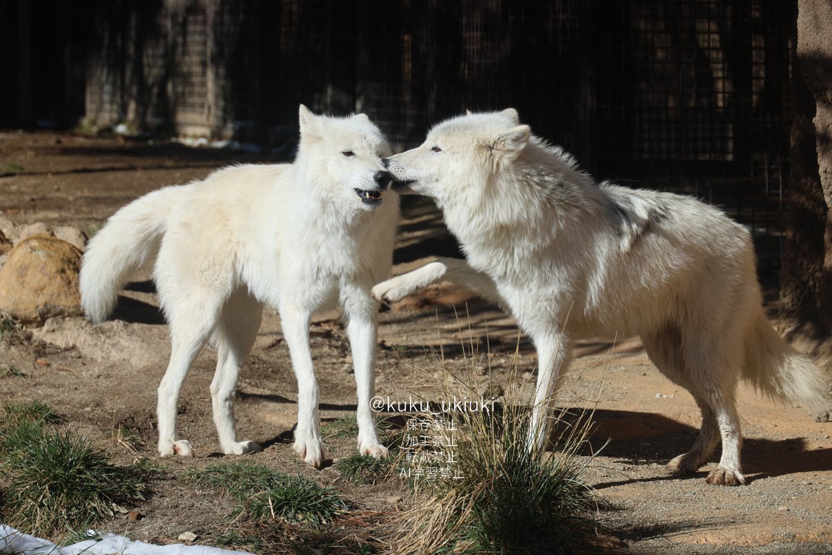 ホッキョクオオカミ