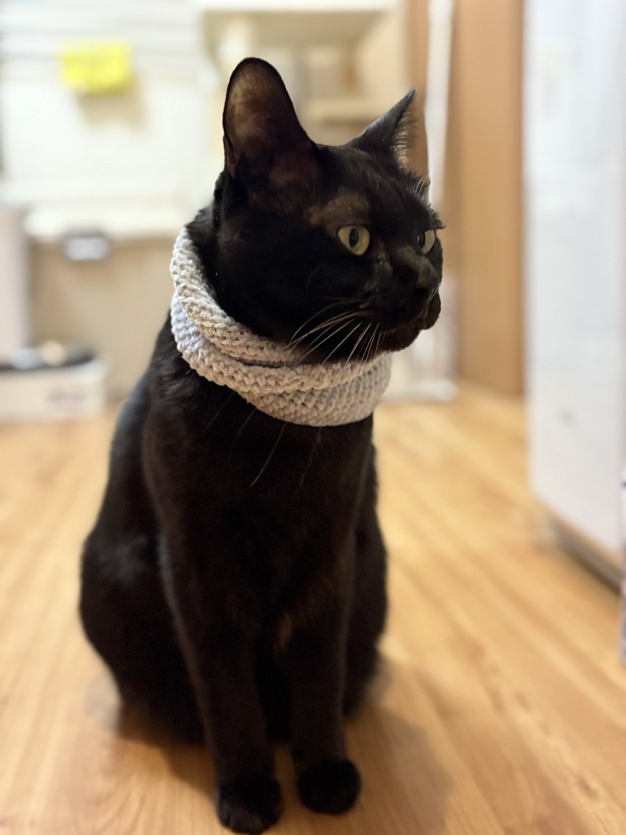 バステト神だった前回よりちょっとだけスヌードっぽくできました✨
さすがジジさんはブルーグレーも似合う🥰