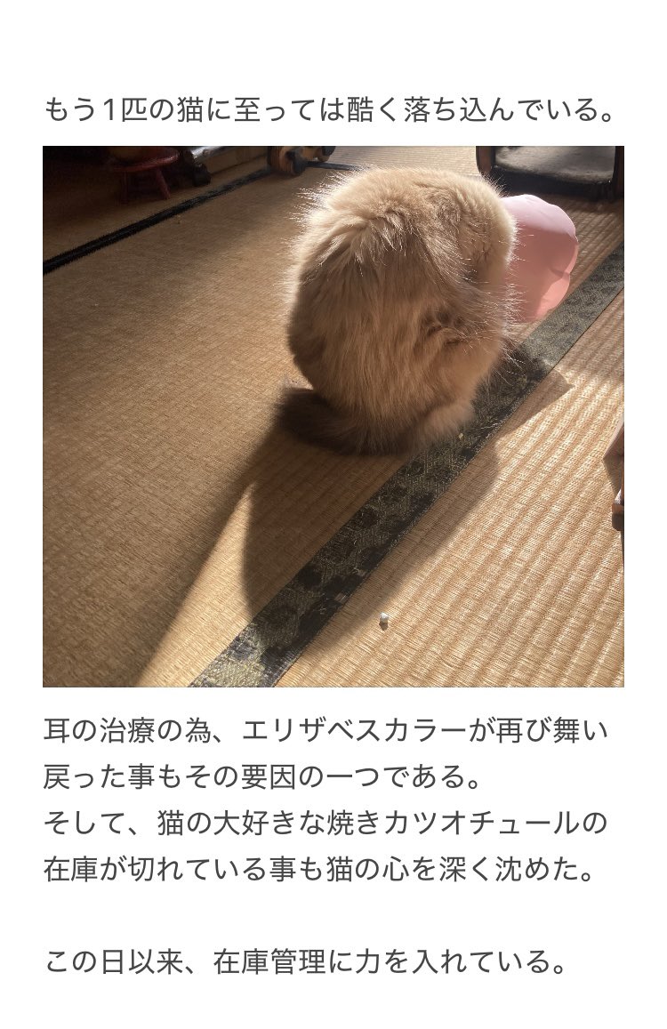 さみ🥩即死3巻🖊新連載開始 (@inu_33) / Posts / X