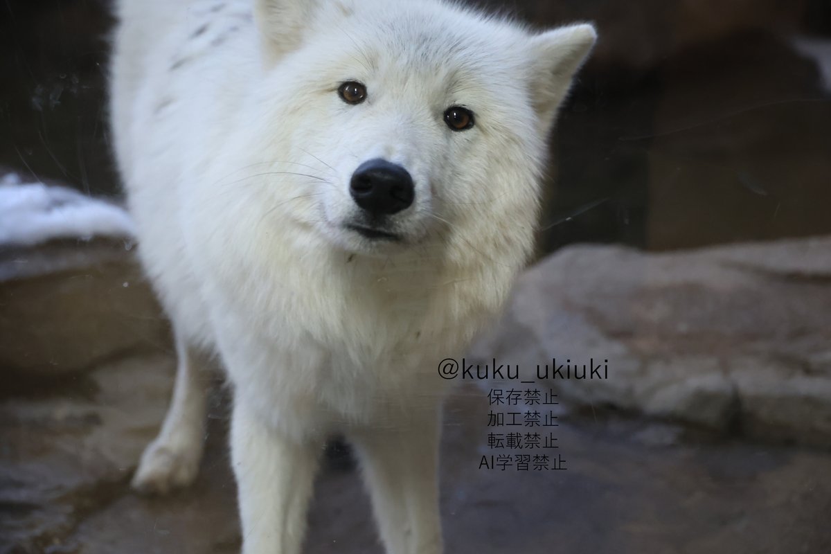 ホッキョクオオカミ