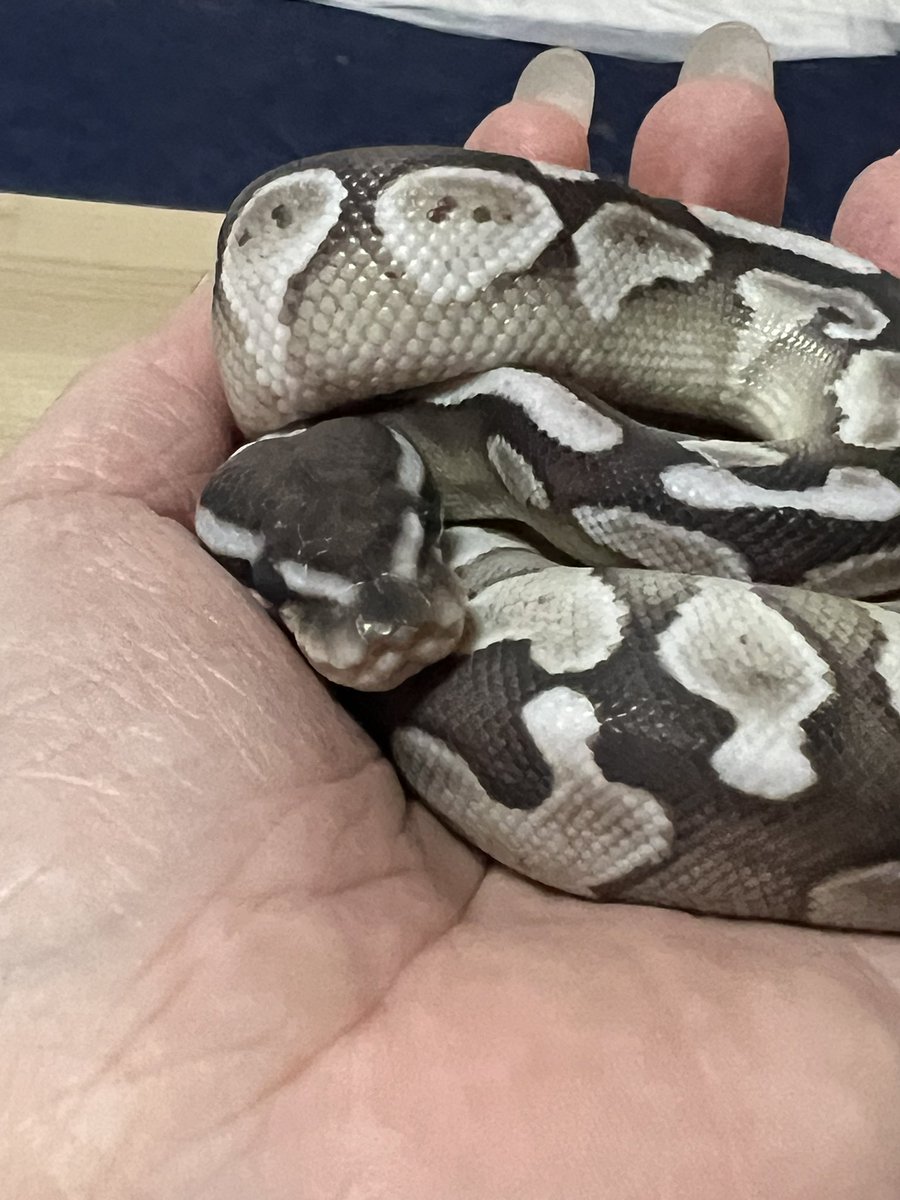 くーさん☆ tweet media