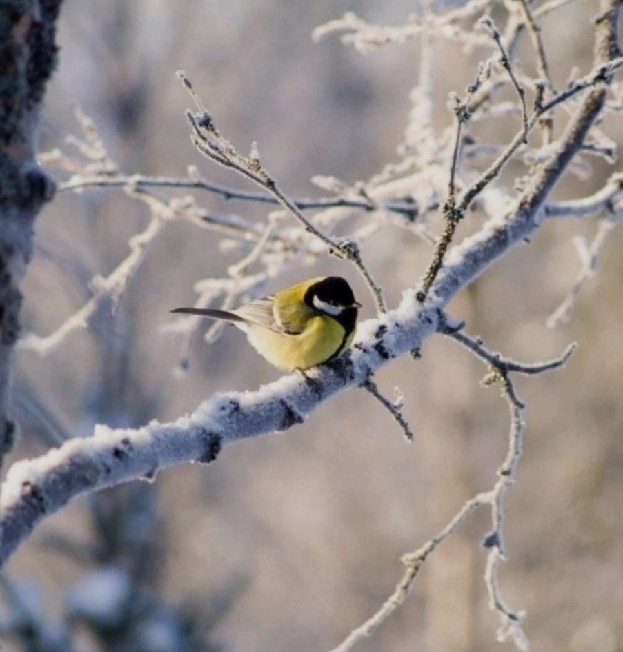 Indem ihm die Welt geheimnisvoll wurde, öffnete sie sich und konnte zurückerobert werden.

- Peter Handke